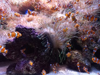 coral reef in aquarium with clown fish