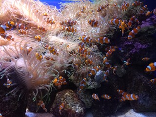 coral reef in aquarium full of clown fish