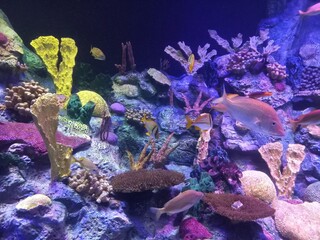 coral reef and fishes in an aquarium