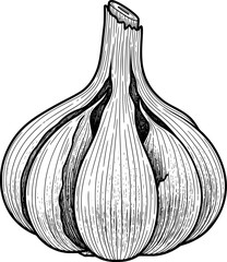 Single garlic bulb with realistic skin folds and cloves, hand-drawn style