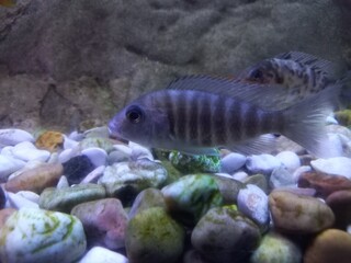 A fish diving in an aquarium