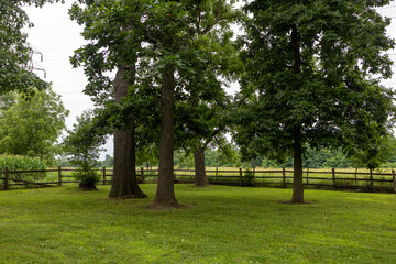 tree in the park