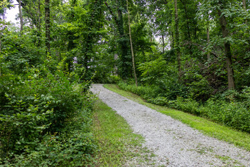 Fototapeta premium road in the woods