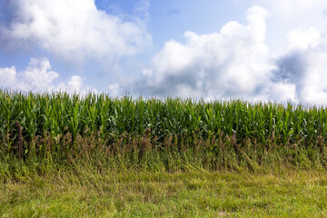 Obraz premium corn field and blue sky