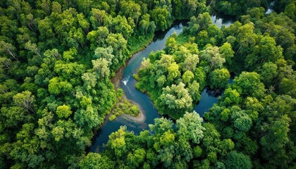 Aerial view of winding river through lush green forest vegetation. Sunlight creates vibrant charm on foliage, showcasing tranquil nature and remote wilderness journey.