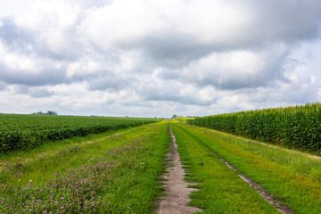 road in the field