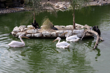Pelicans (Lat.- Pelecanus) and great cormorants (Phalacrocorax carbo)