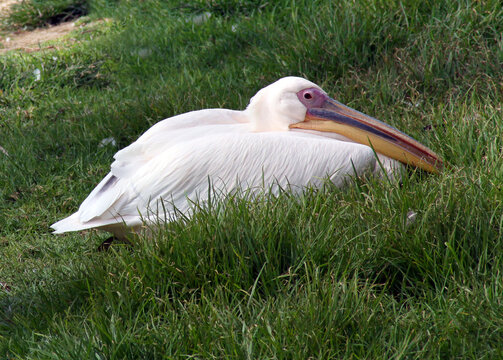 Pelican is resting on the lawn (Lat.- Pelecanus)