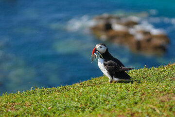 atlantic puffin or common puffin or common puffin
