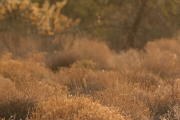 A southwest landscape at golden hour