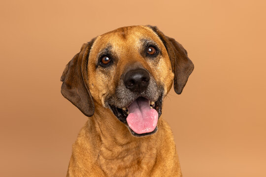 Close-Up of a Happy Brown Dog - Powered by Adobe