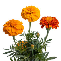 Marigold bloom floral arrangement orange flower blossom petal plant flora isolated on transparent background