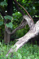 grapevine