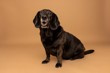 Black Dachshund Walking on Brown Studio Background