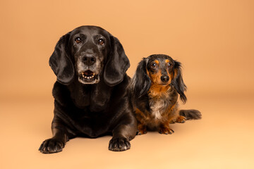 Two Dachshund Dogs Posing on Brown Studio Background