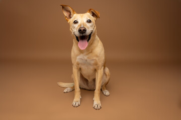 Happy Mixed-Breed Dog Sitting on Brown Studio Background © Arf & Wag Studio