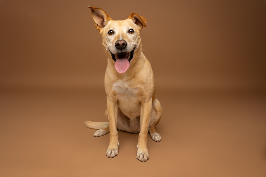 Happy Mixed-Breed Dog Sitting on Brown Studio Background