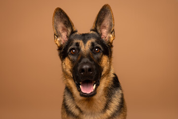 Close-Up of German Shepherd on Brown Studio Background