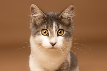 Gray and White Cat Portrait on Brown Studio Background