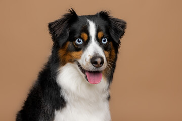 Australian Shepherd with Blue Eyes on Brown Background