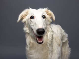 White Borzoi Dog Portrait on Dark Gray Background