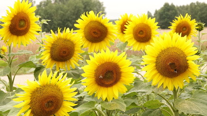Słoneczniki zasiane na wiejskim polu © tomo81