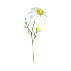 Watercolor daisy illustration on a white background. Suitable for use on cards, invitations, labels, and other arrangements.