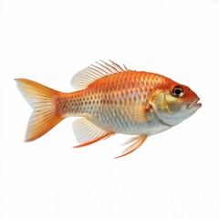 Fototapeta premium Orange Fish With Intricate Scales Swimming Side Profile 1