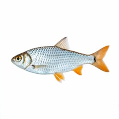 Fototapeta premium Silver Roach Fish Isolated on White Background aquatic 1