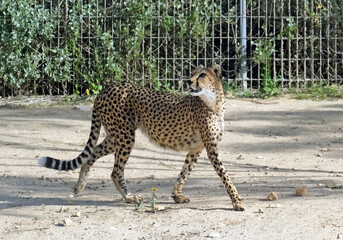Cheetah (Acinonyx jubatus) is a large cat