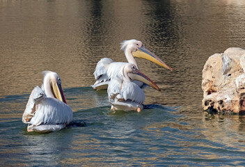Three Pelicans are swimming in the pond (Lat.- Pelecanus)