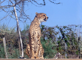 Cheetah (Acinonyx jubatus) is a large cat