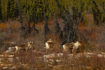 caribou in the woods in Alaska 