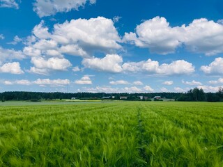 Barley Crops and Village Houses, Finland Summer

