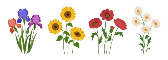 Set of spring summer flowers. Blossoming sunflowers, poppies, irises, chamomiles. Hand drawn vector illustration isolated on white background, modern flat cartoon style.