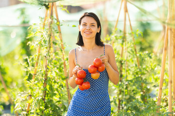 Lot of ripe tomatoes barely fit in hands of young girl. Female peasant woman in summer dress collects red tomatoes in garden, cuts ripe fruits from bushes.