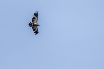 bird in flight