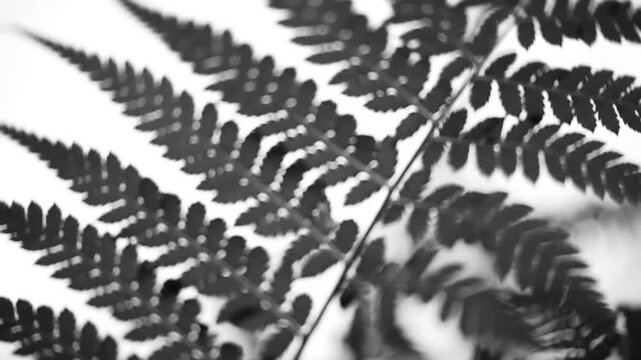 Artistic black-and-white close-up of fern leaves creating a nature pattern
