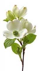 Obraz premium White Dogwood Blossoms With Green Leaves