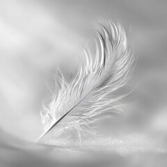 Obraz premium Elegant White Feather Closeup