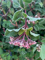 Pink flowers and green leaves covered in frost during cold winter morning