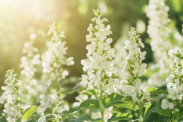 A Serene Display of White Blossoms in Sunlight, Showcasing the Delicate Beauty of Nature's Floral Environment in Full Bloom