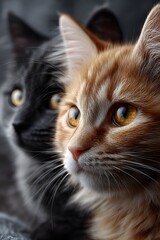 Close-up of two kittens, one gray, one orange, looking off to the side