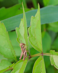 Close-Up of Brown Grasshopper on Bright Green Leaf in Natural Light