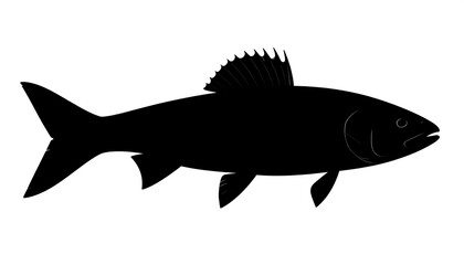 Fototapeta premium Silhouette of a fish (1)