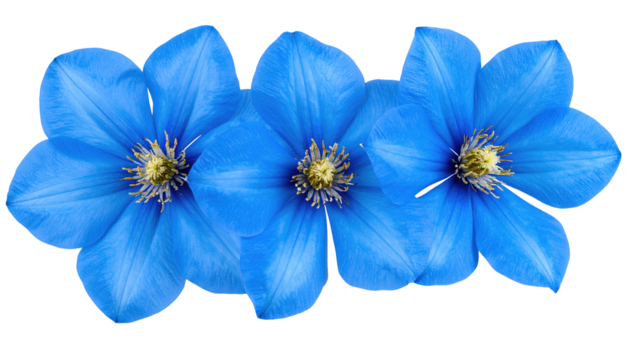 Three vibrant blue clematis flowers arranged in a horizontal row. isolated on a transparent background.