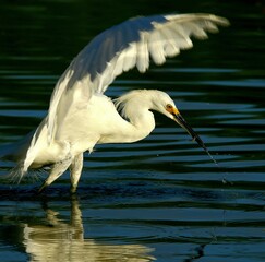 Obraz premium Snowy Egret