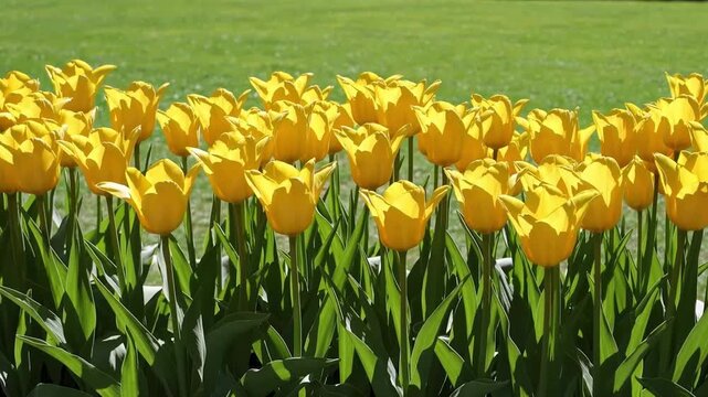 A vibrant display of yellow tulips in full bloom against a backdrop of lush green grass field view