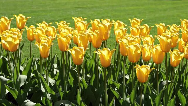 A vibrant display of yellow tulips in full bloom against a backdrop of lush green grass field view