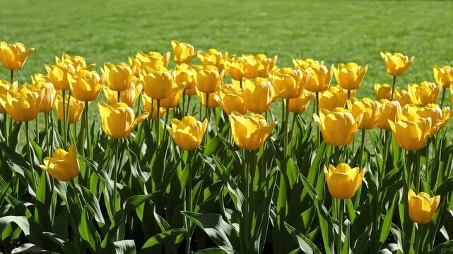 A vibrant display of yellow tulips in full bloom against a backdrop of lush green grass field view